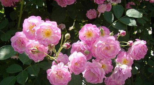 蔷薇花的养殖全指南（从选址到管理）