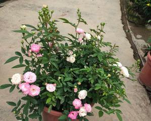 种植蔷薇花的花盆技巧（掌握关键细节）