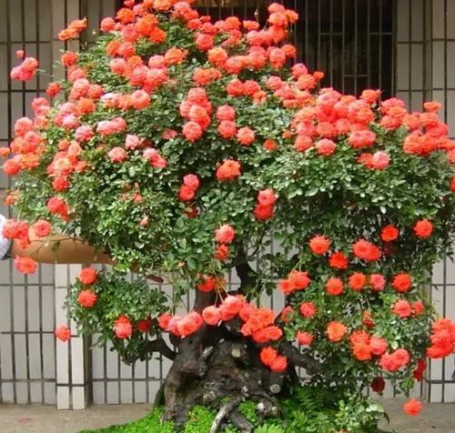 蔷薇老桩的种植与养护（如何种植蔷薇老桩及注意事项）