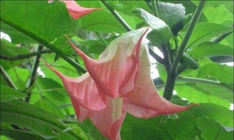 曼陀罗之花语的深意（神秘花朵中的心灵诠释）