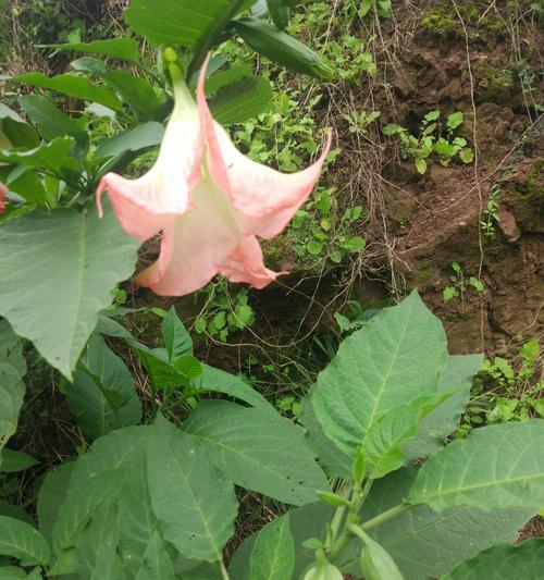曼陀罗花语（以曼陀罗花为载体）