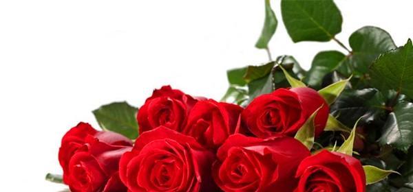 玫瑰花语的浪漫寓意——以12朵玫瑰代表的花语（玫瑰花语的意义与传承）