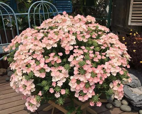 美女樱的花语与寓意（探寻美女樱的意义与象征）