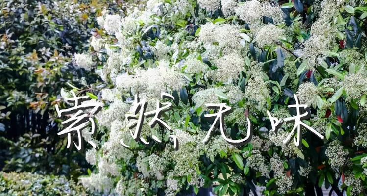 以欧石楠的花语是什么（解读以欧石楠的神秘之语）