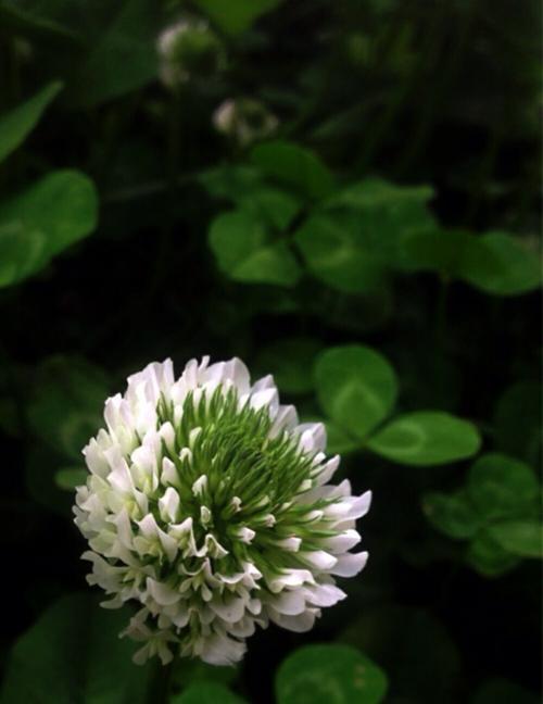 幸运草的花语及象征意义（揭开幸运草的秘密）