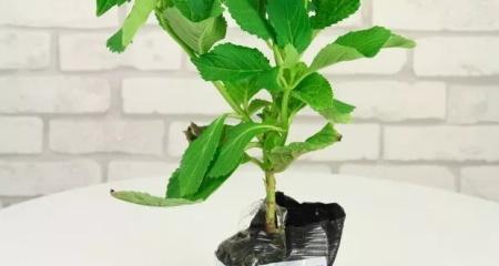 移植苗（了解移植苗及其重要性）