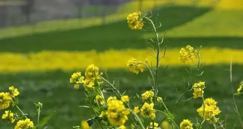 油菜花的花语——春天的希望（油菜花的象征意义与美丽之源）