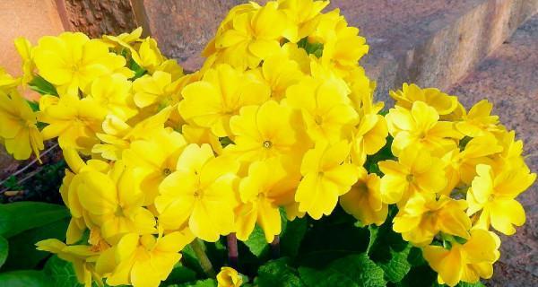 春天的花草与希望（以樱花）