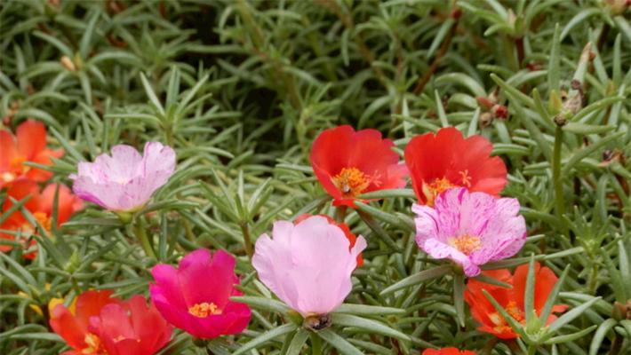 勇敢独立的植物世界（探索植物世界中的独立与勇敢）