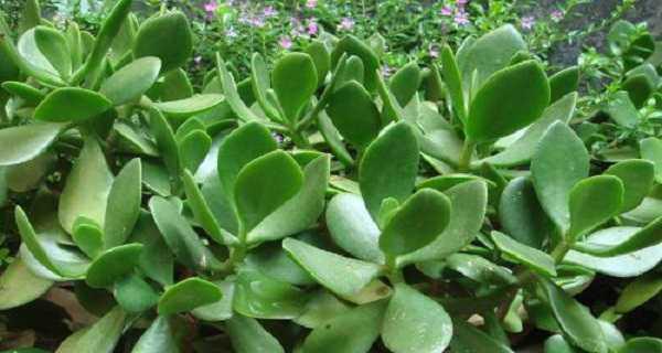 勇敢独立的植物世界（探索植物世界中的独立与勇敢）