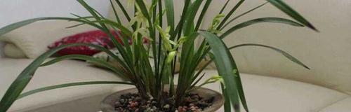 高洁之美——植物的象征意义（探索高洁的植物世界）