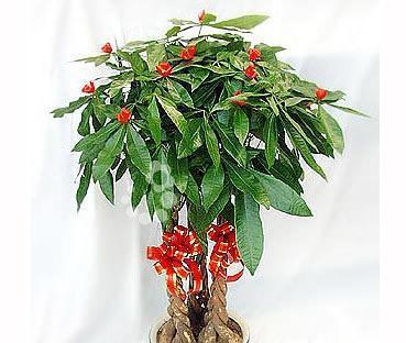招财进宝，幸福满园——象征好运的植物（探寻繁花似锦的吉祥之道）