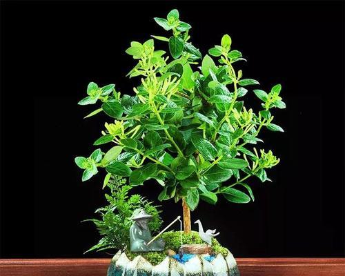 "带来好运的幸运植物"（"植物与吉祥的结合"）