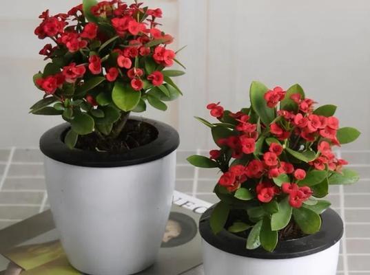 植物中的教师精神（以象征教师精神的植物为主题的探索）