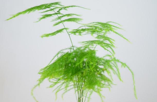 廉洁之花（探寻廉洁之花的美与力量）