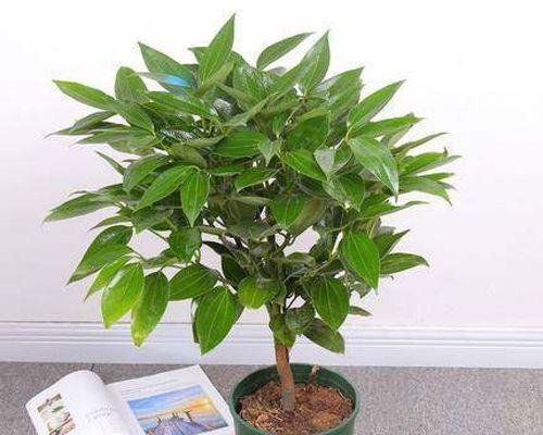 象征平安的植物（祝福与保护）