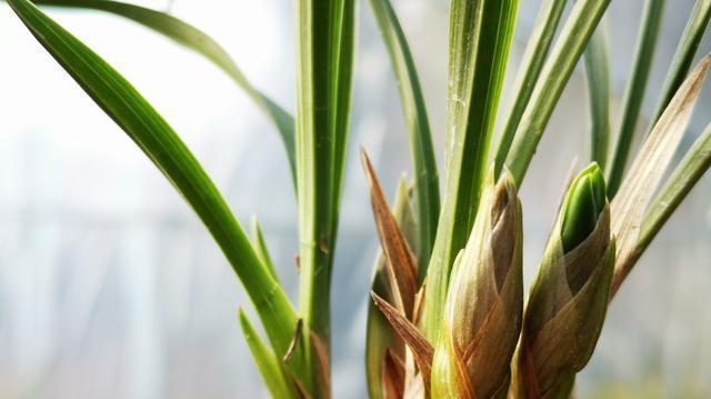 松针可以种兰花吗（探究松针对兰花种植的影响与方法）
