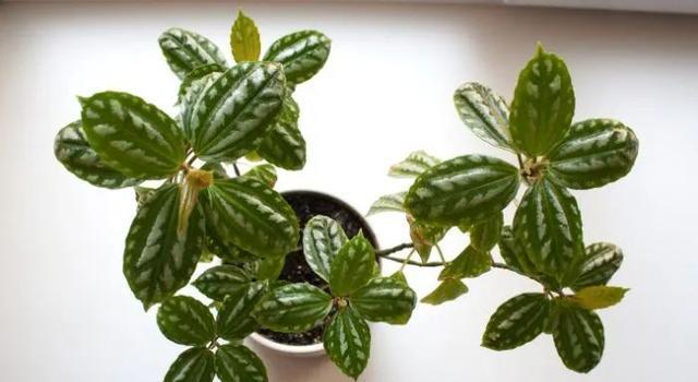 用松针土养这些花，开出绝美的花海（打造简约自然风格的庭院）