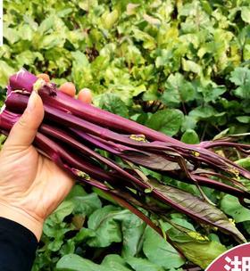 苔菜的营养价值及食用方法（探寻苔菜的美食之旅）
