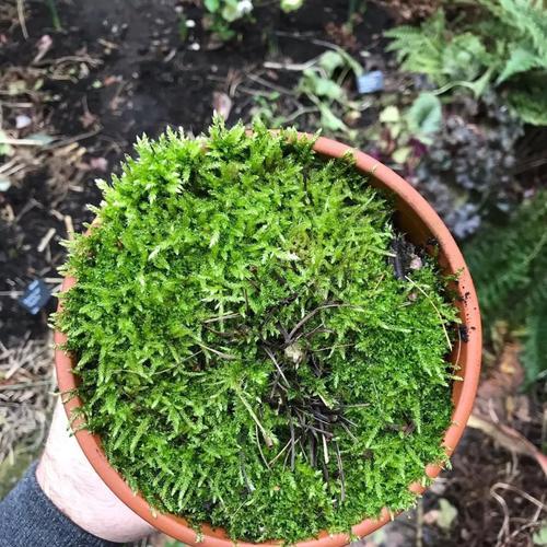 苔藓是低等植物吗（探究苔藓的地位和生命特征）