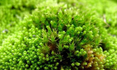 苔藓是低等植物吗（探究苔藓的地位和生命特征）
