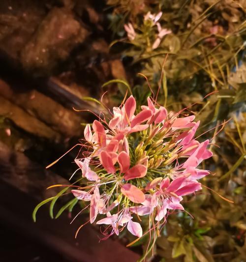 代表美好和向往的花有哪些？这些花的花语是什么？