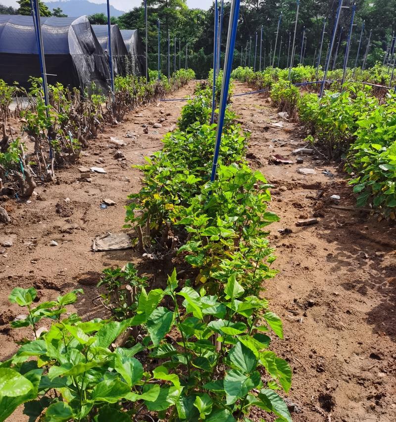 桑树适合种在哪里？桑树种植位置有哪些讲究？