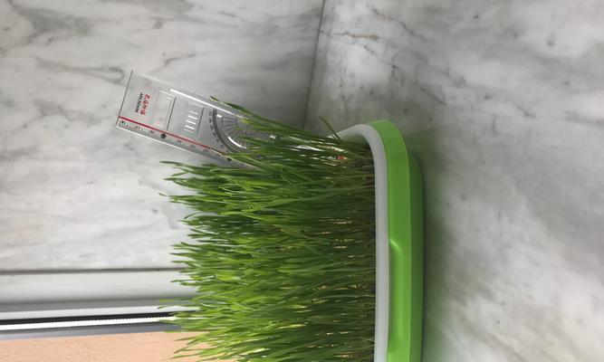 小麦草水培好还是土培好？小麦草水培和土培的区别是什么？