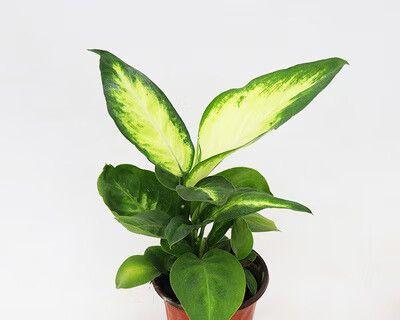黛粉叶万年青花语是什么？黛粉叶万年青的寓意是什么？