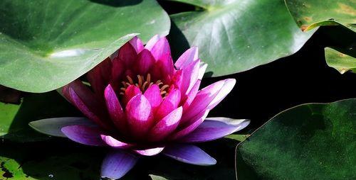 睡莲象征什么？睡莲的花语是什么？