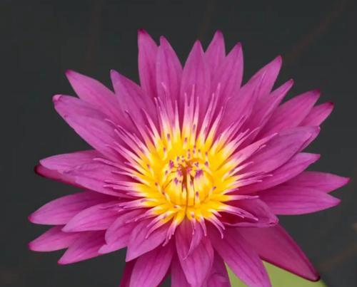 睡莲象征什么？睡莲的花语是什么？