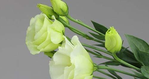 什么花的花语是求和？这种花的寓意是什么？