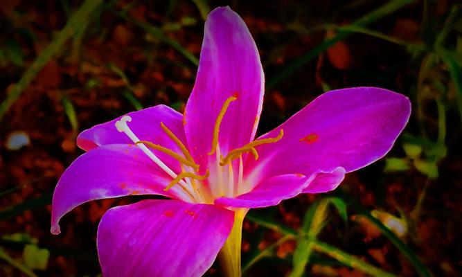 代表坚强勇敢的花是什么？这种花的花语是什么？