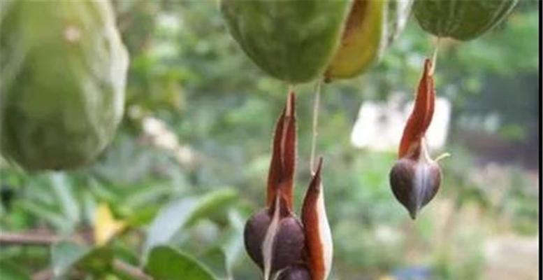 沉香树风水作用与寓意是什么？沉香树的花语是什么？