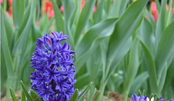 代表“生命”的花是什么？什么花的花语是生命？
