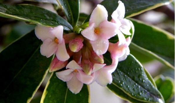 代表“生命”的花是什么？什么花的花语是生命？