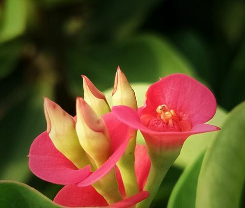 铁海棠的花语是什么？铁海棠有哪些寓意？