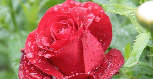 玫瑰花代表什么？玫瑰花有哪些象征意义？