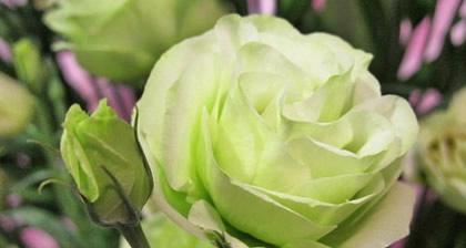 洋桔梗不同颜色的花语是什么？洋桔梗各种颜色代表什么？