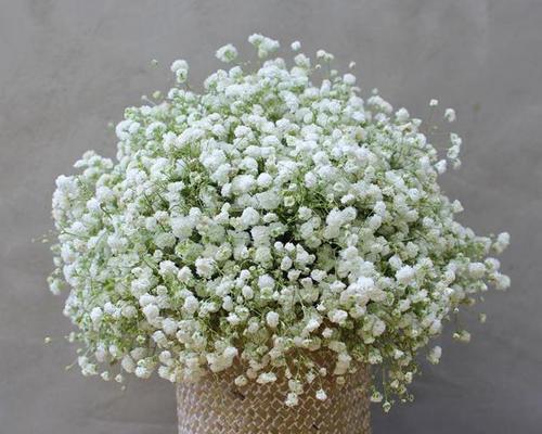 满天星的花语是什么？满天星有哪些寓意？