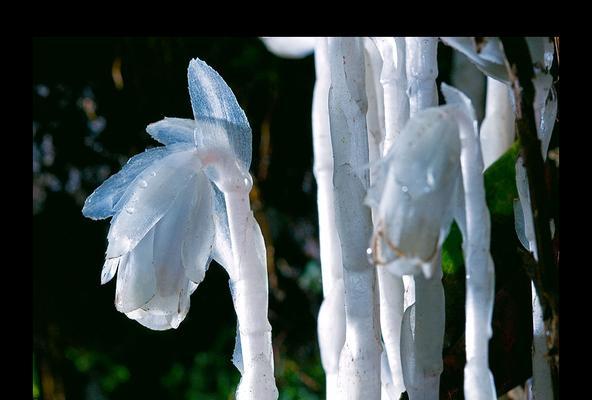 水晶兰的花语是什么？水晶兰有哪些寓意？