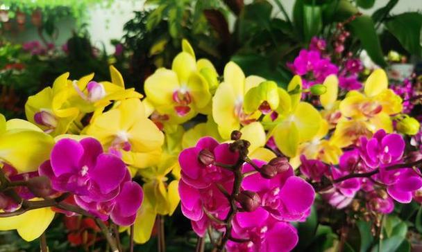 粉蝶花的花语是什么？粉蝶花有哪些寓意？
