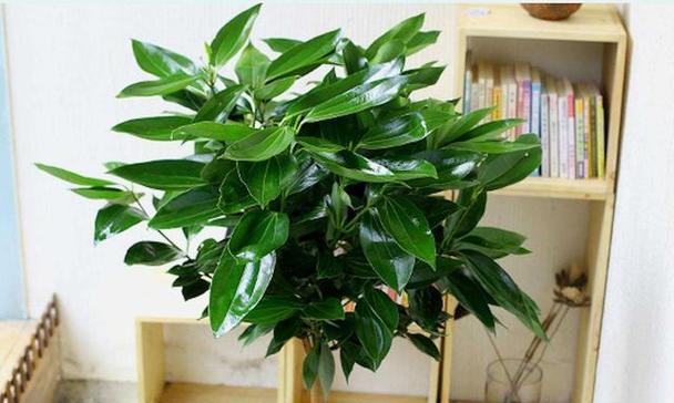 哪些植物寓意招财？寓意招财的植物有哪些？