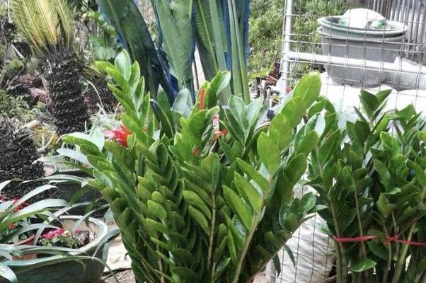 哪些植物寓意招财？寓意招财的植物有哪些？