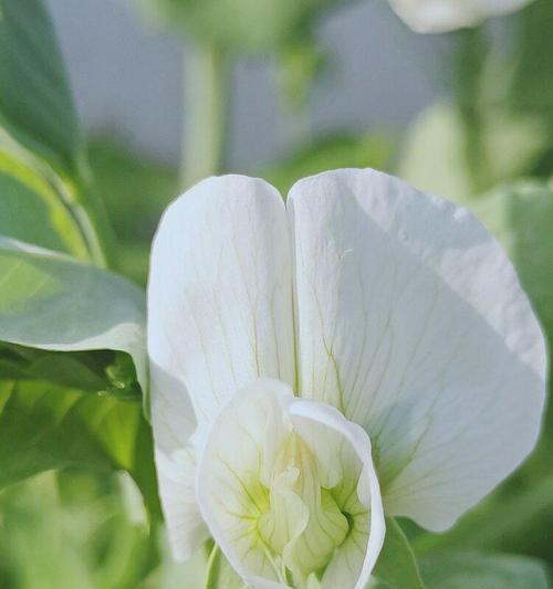 香豌豆的花语是什么？香豌豆有哪些寓意？