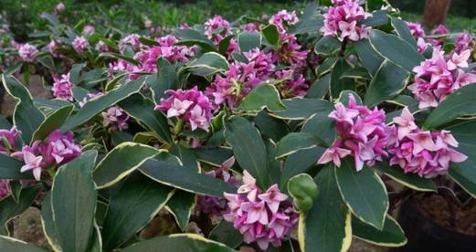 瑞香花的花语是什么？瑞香花有哪些代表意义？