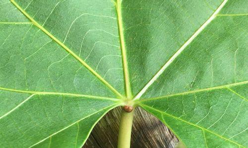 大戟科代表植物有哪些？大戟科植物的主要特征是什么？