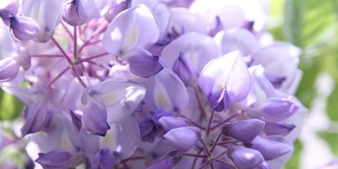 紫藤萝的花语是什么？紫藤萝有哪些寓意？