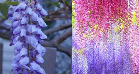 紫藤萝的花语是什么？紫藤萝有哪些寓意？