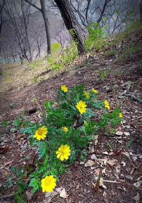 代表坚韧不拔的花是什么？坚韧不拔的花语是什么？